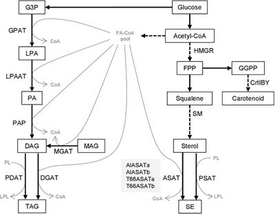 Overexpression of Two New Acyl-CoA:Diacylglycerol Acyltransferase 2-Like Acyl-CoA:Sterol Acyltransferases Enhanced Squalene Accumulation in Aurantiochytrium limacinum